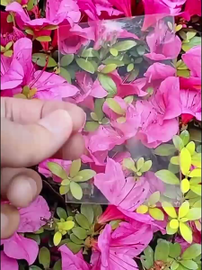 50pcs Korea Sleeves Clear Acid-free CPP Hard 3 Inch Photocard Protector Film Album Binder 2 Sizes