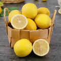 [Fast Growing] Edible Bonsai Lemon Seeds Dwarf （15 Seeds）rare Lemon Fruit Seeds for Planting Fruit Plants Seeds Finger Lime Seeds Heirloom Lemon Tree Seeds Fresh Bonsai Seeds for Planting Vegetable Plants Seedlings Fruit Trees Indoor Plants Real Plants. 