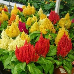 Hạt Giống Hoa Mào Gà đuôi phụng- 300 hạt