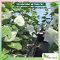 Bộ 50 túi bọc trái cây (bọc bưởi diễn, nhãn, xoài...) KT30x30, túi bao trái hàng chất dày đẹp, loại tốt, bọc trái Ánh Dương. 