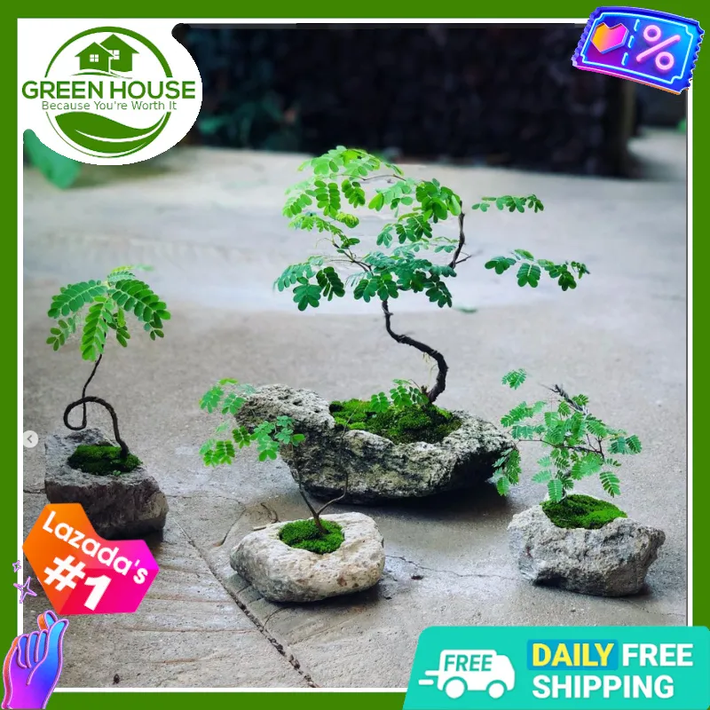 Green House - Bonsai Moringa Tree Plant Seeds (5 Seed) Malunggay for  Planting Vegetable Plants, incl. Instruction | Lazada PH