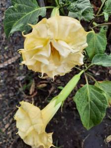 เมล็ดลำโพงกาสลัก สีเหลือง 40 เมล็ด ลำโพงเหลือง ลำโพงดอกซ้อน มะเขือบ้า