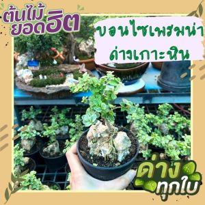 บอนไซเพรมน่าด่างเกาะหิน ต้นสวยตามปกทุกต้น พร้อมกระถาง 3 นิ้ว บอนไซจิ๋ว ต้นไม้จิ๋ว ต้นไม้ฟอกอากาศ ต้นไม้มงคล ต้นไม้ปลูกในบ้าน
