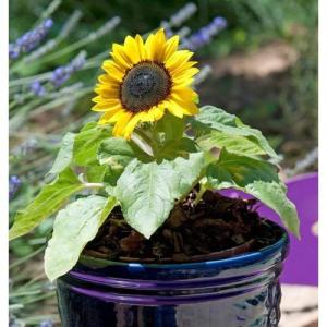 Hạt giống hoa hướng dương lùn vàng - 1 gói 30 hạt