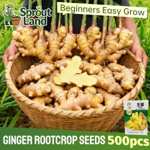 [High Germination] Fresh Luya Ginger Seeds for Planting Vegetable Plants (500 Seed) High Yield Organic Ginger Rootcrop Seeds Potted Luya Ginger Bulb Plant Seeds Luya Herbal Plant Ginger Seedlings Vegetables Seeds Easy To Grow for Balcony Home Garden