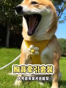 2026 Hot Sale [ Shipped from China ] Puppy leash dog harness small puppy harness Teddy Bichon Pomeranian Bichon harness and leash for walking the dog B3