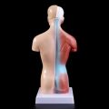 ✶【COD】Human Torso Body Model Anatomy Anatomical Medical Internal Organs For Teaching❂. 