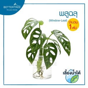 พลูฉลุ (จำนวน 1 ต้น )เลี้ยงน้ำได้ monstera adansonii ความยาวกิ่งประมาณ 15 cm ต้นไม้ฟอกอากาศ ต้นไม้ พลูด่าง