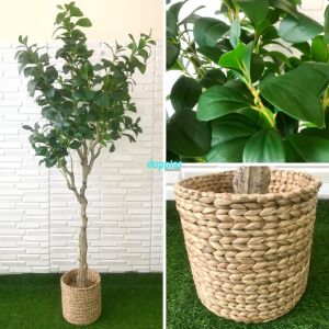 Tanaman Hias Pohon Artificial Kacang T130 & T170 Latex Cover Pot Eceng Gondok Dekorasi Cafe Aesthetic
