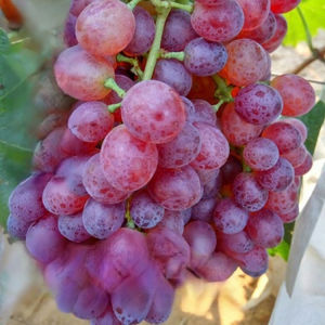 Grape Seed Early Mature Nutrient-rich Unique Flavor Raisin Fruity and Juicy Fruity and Powdery