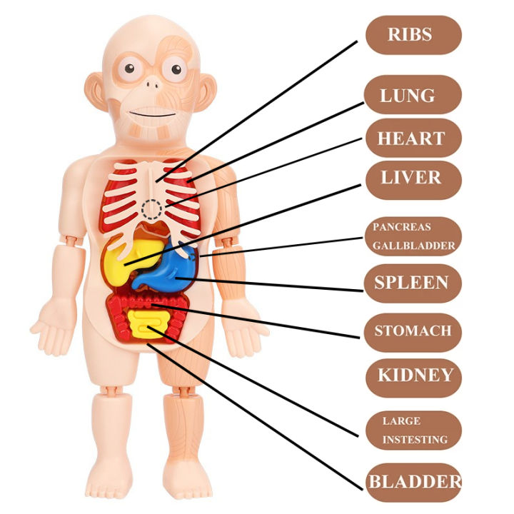 Kid Montessori 3D Puzzle Human Body Anatomy Model Educational Learning ...