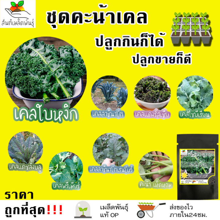 เมล็ดพันธุ์ชุดคะน้าเคล หลากหลายสายพันธุ์
