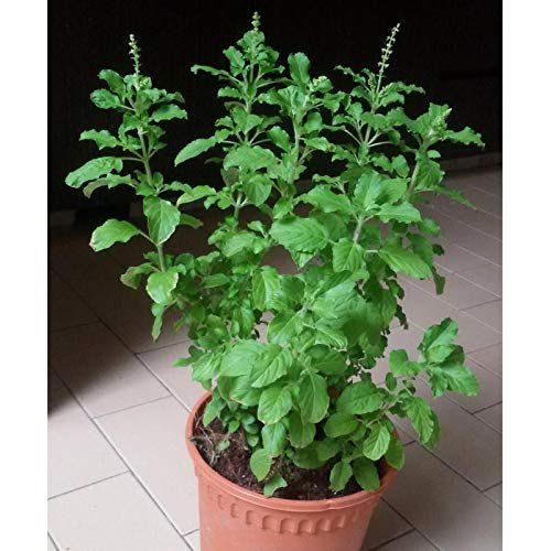 Holy Basil Live Plant STRICTLY LUZON ONLY Outdoor Plant Live