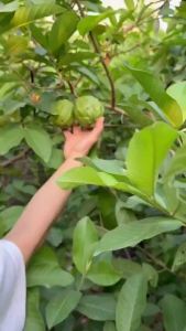 Xốp Bọc Ổi Loại 15Cm Loại Dầy Lồng Sẵn (xốp-thun- Bọc)