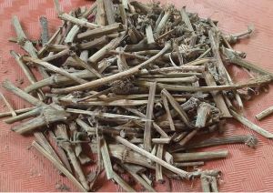 Ranting Sirih Kering / Pohon Ranting Seureruh Kering Alami / Natural Dry Betel Branch Tree