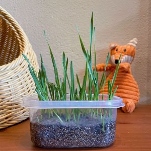 READY STOCK Furry Crystal Ball/Soil Set Convenient Catnip Plant Set for Cat Abang Tanaman Catnip Kemudahan