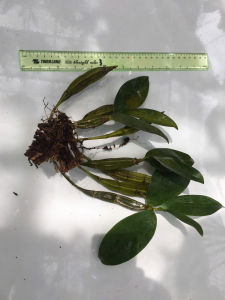 Lan rừng kiều vuông hàng giề hoa cánh trắng họng vàng nhanh phát triển