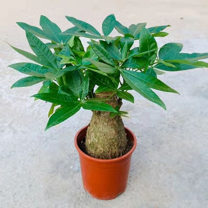 100% Original Fresh Pachira Tree Seeds for Sale (2pcs/bag) Bonsai Seeds  Planting FlowersPachira Dwarf Money
