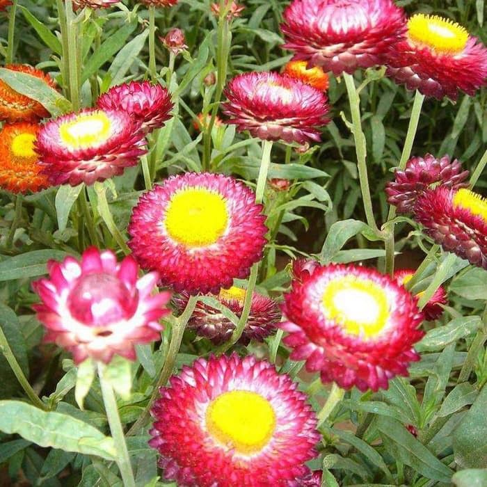 20 Biji Benih Bunga Strawflower Helichrysum bracteatum seeds ...