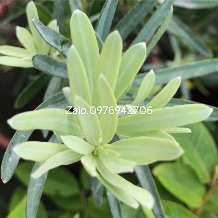 tùng thiên thanh ra đọt xanh lam lạ mắt- cao 10 cm |giống tùng trái quý ...