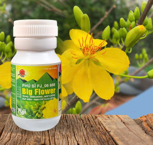 Fuji Phân bón Siêu to bông mai Big Flower tạo bông chùm hạn chế rụng nụ rụng cánh FJ_06 888