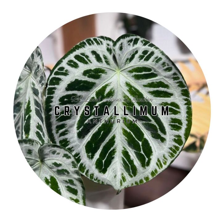 Anthurium] Crystallinum SKG SIlver Premium Red Selected Home Plant