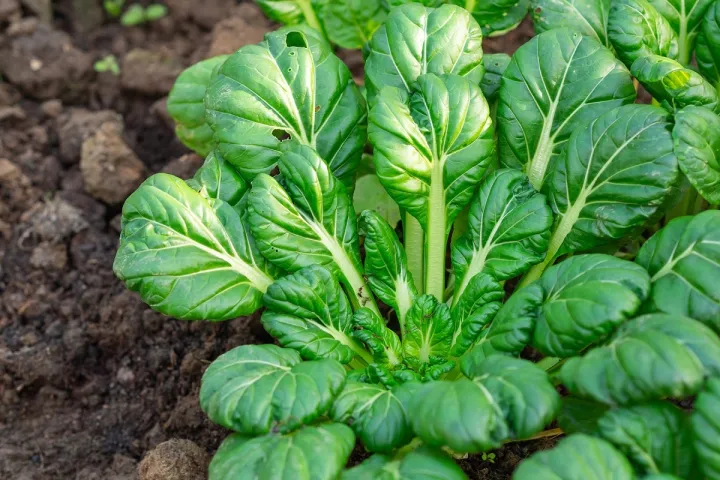 LEAFY VEGETABLE SEEDS! (Pechay, Mustasa, Pakchoi, Pechay Baguio ...