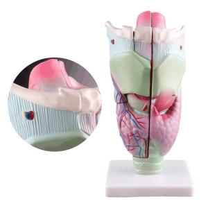 Human Larynx Anatomy Model Science Medicals Teaching Aid Enlarged Anatomical Larynx Model for Science Classroom Study
