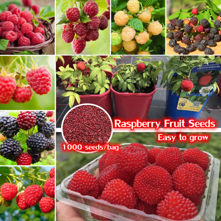 [Penghantaran cepat] 1000 biji benih buah Raspberry yang lazat untuk ...