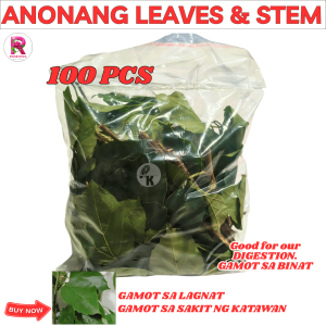 Anonang leaves 100 pcs with FREEBIES na sanga seedlings