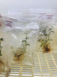 Jewel Orchid กล้วยไม้ดิน 1 ต้น