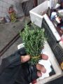 Lá Thyme tươi fresh leaves Tươi Trồng 10/50/100g. 