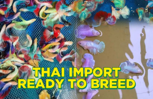 thai import for aquarium decoration- artificial fish