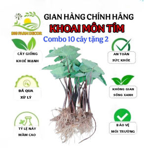 combo 10 cây khoai môn tím giống