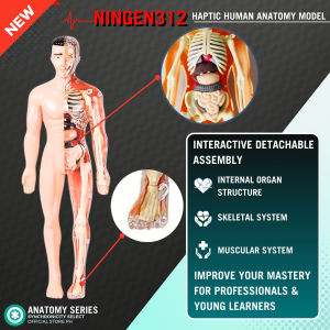 NINGEN312 Anatomical Human Body Model Kit 3D Transparent with Removable Organs & Skeletal Structure Interactive Science Learning Tool Plastic Anatomy Model Set TOMEI312 ANATOMY SERIES with English Instruction Manual for Young Learner or Professional