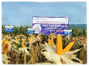 giống ngô lai đơn biến đổi gen PAC 999 SUPER S gói 1 kg advanta