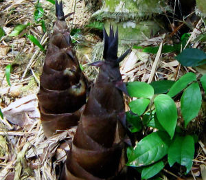 Cây Giống Tre Bương mốc Ngọt lấy măng thân tre làm xây dựng