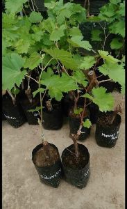 BIBIT ANGGUR IMPORT FUJINIMORI CEPAT BERBUAH