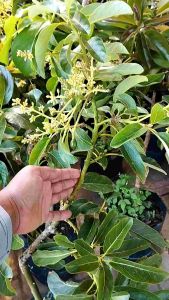 Bibit tanaman alpukat miki super indukan sudah berbuah bisa tabulampot