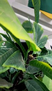 Topi Baseball Corduroy: Pilihan Terbaik untuk Aktivitas Outdoor