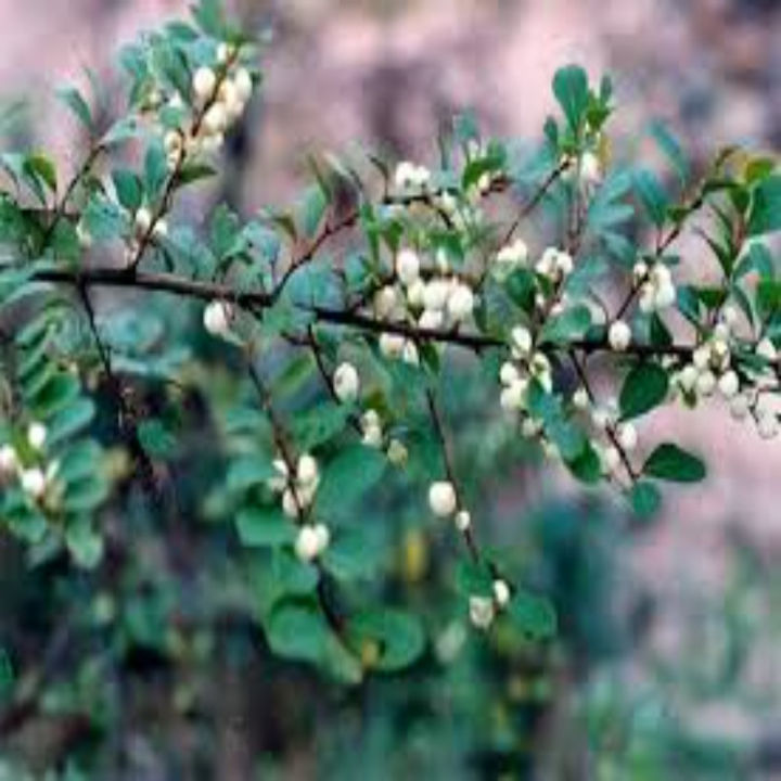 Cây Phèn Trắng (Cây Cơm Nguội, Nổ Gai) Khô 01KG CHuẩn Đẹp