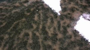 ชุดเพาะไรแดง ไรแดงน้ำเขียว อาหารปลา หัวเชื้อเขียวเข้มข้นขยายตัวเร็ว แม้แสงน้อย อาหารไรแดง ชุดเพาะไรแดง