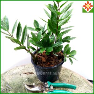 ต้นกวักมรกต ส่งพร้อมกระถาง 5.5นิ้ว กวักมรกต ใบเขียว