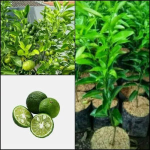BERBUAH...Bibit Tanaman Jeruk Limau Limo atau Jeruk Sambal Bumbu Kondisi Berbuah