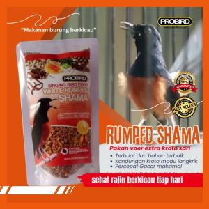RUMPED SHAMA PAKAN BURUNG KHUSUS MURAI BATU PENAMBAH GACOR FULL