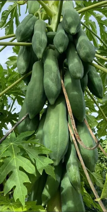 H%E1%BA%A1t%20gi%E1%BB%91ng%20%C4%91u%20%C4%91%E1%BB%A7%20l%C3%B9n%20Phuket%20si%C3%AAu%20ng%E1%BB%8Dt%20Th%C3%A1i%20Lan%20(%205Gram=%20kho%E1%BA%A3ng%20150%20h%E1%BA%A1t)%20-%20Image%205