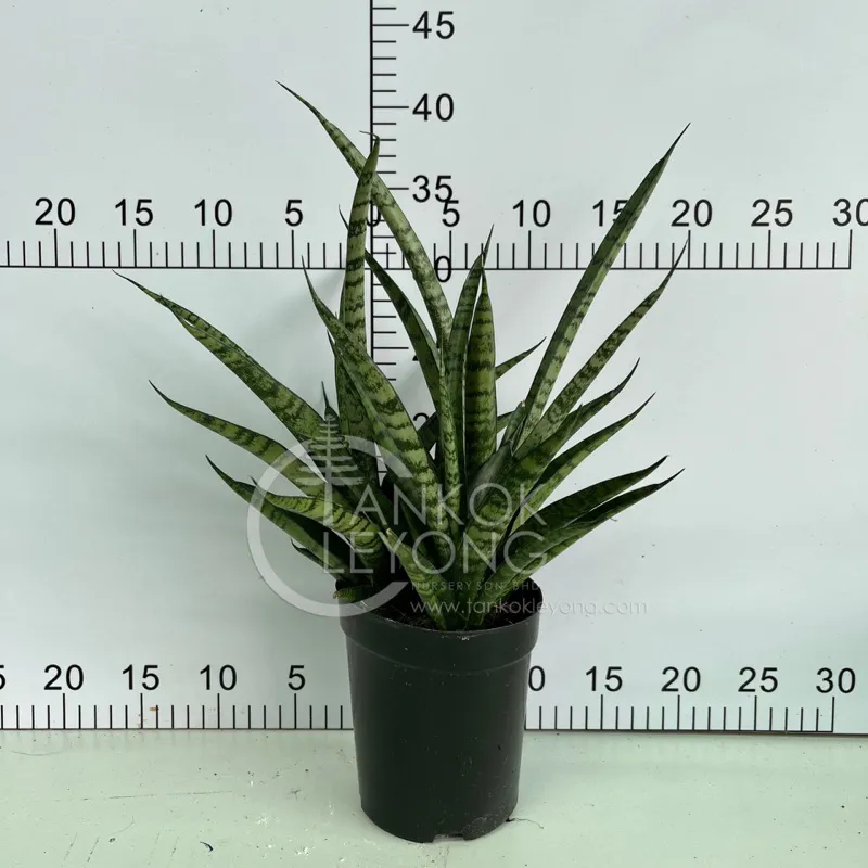 TKL - Sansevieria Stuckyi God. Leb | Lazada