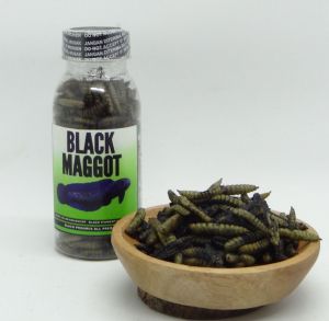 Black Maggot Untuk Asiatica ws / Maru Kemasan Botol 100ml
