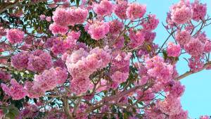 LIVE Tababuia Rosea Pink Trumpet tree seedling! Live plant! Tabebuia rosea also called pink poui Sakura Malaysia