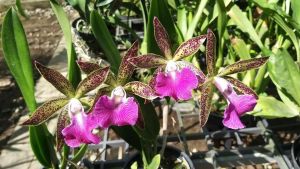 Hoa  lan  brass lai catt đổi  màu